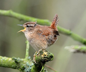 The wren was known as the farthing bird The wren was known as the farthing bird