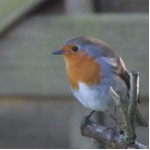 Robin